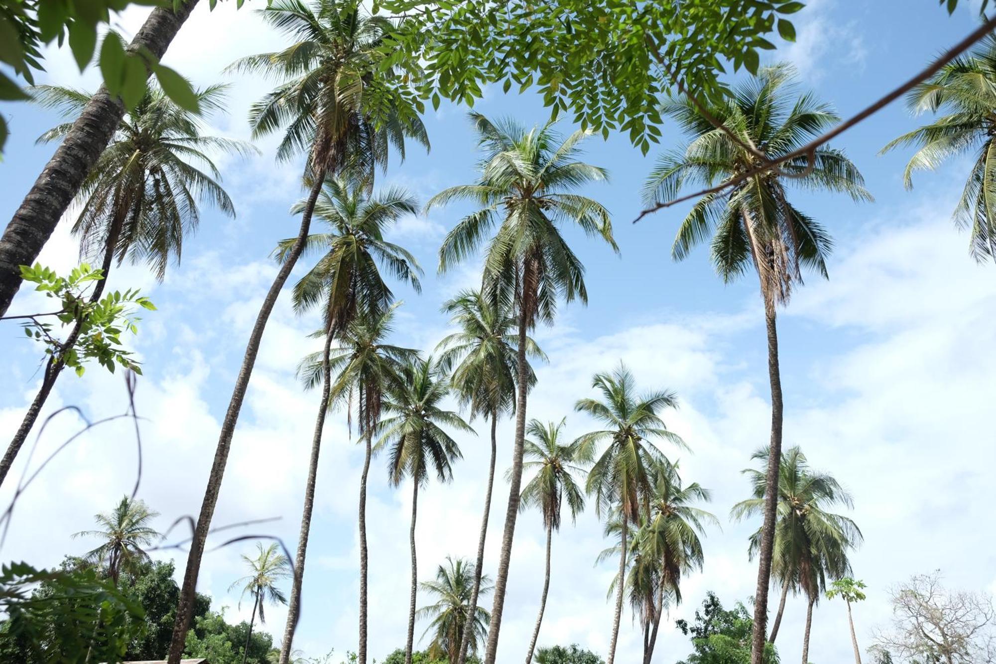 Centre Touristique Et Culturel Casamance Diakene Ouolof Exterior foto